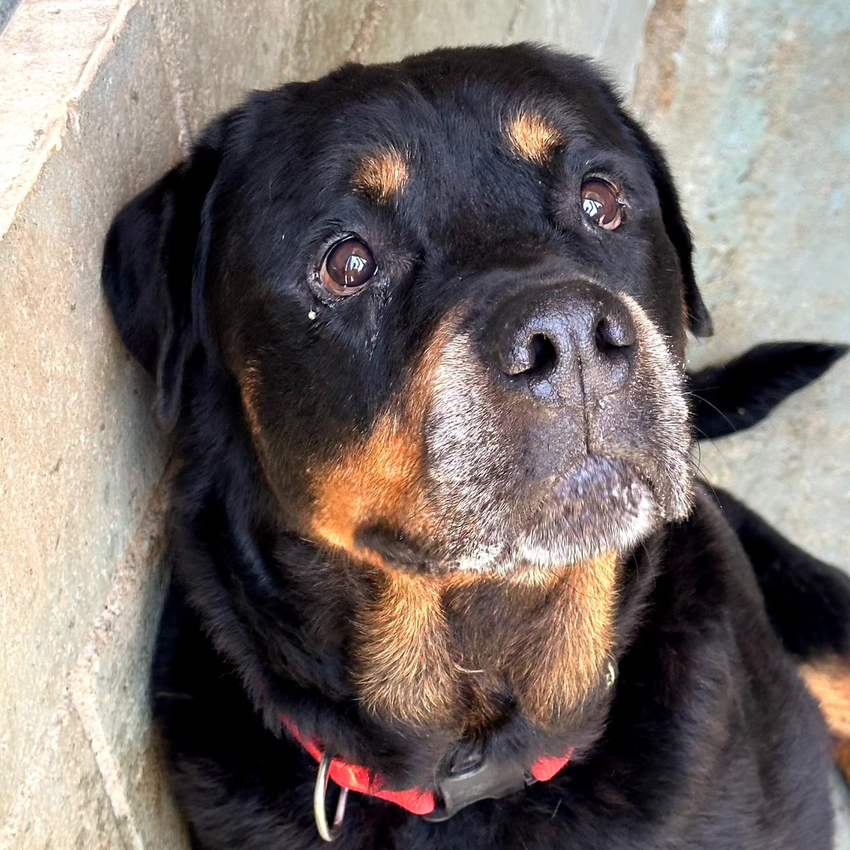 #Barcelona Con sus 10 añitos, #MAXI, está viviendo una nueva infancia. Apareció atado a una farola, con mirada de pánico, en mal estado y sin un ápice de confianza en las personas. Han pasado unos meses y es un perro nuevo. Un cachorro que ha aprendido a amar, a dejarse…