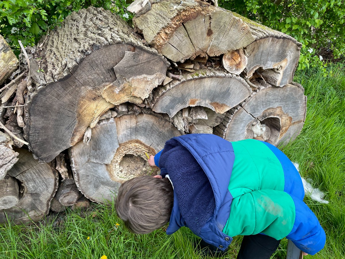 An exciting start to C4's new Science unit about Living Things and their Habitats. Whilst investigating plants and animals found in our school grounds, we discovered  a rare Lady Amherst pheasant in the hedgerow! @RSPBEngland @RSPCA_official  @Psqm_HQ