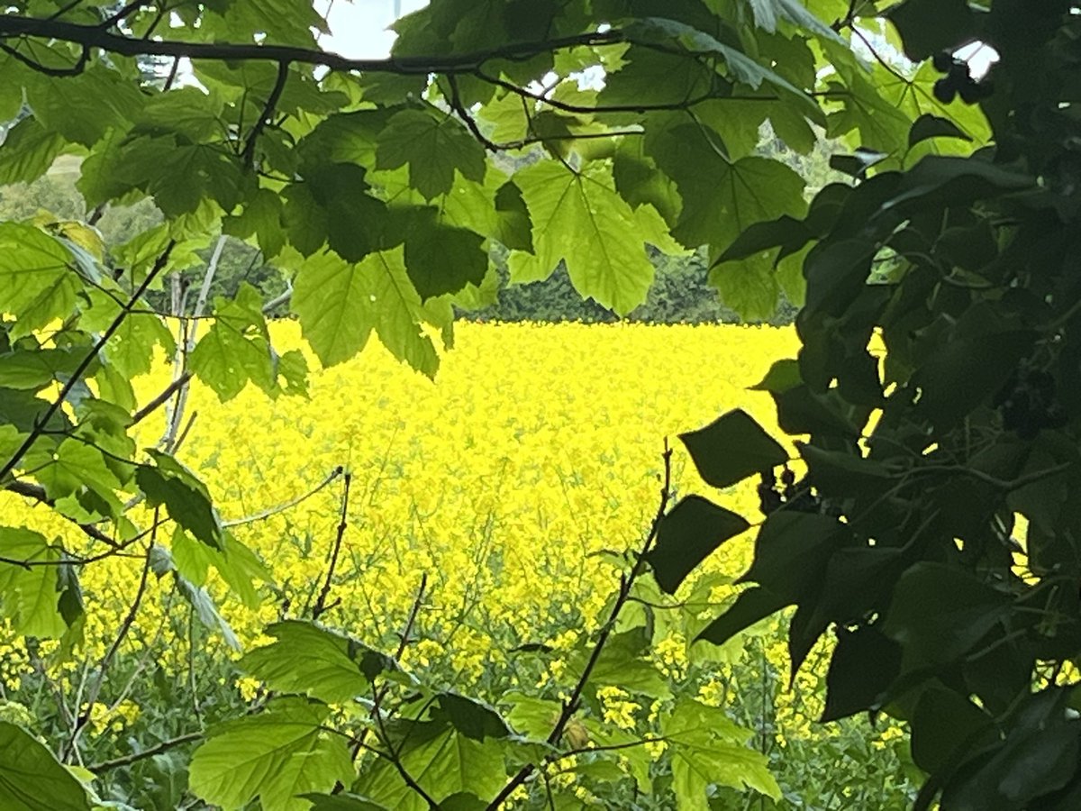 Still walking and enjoying the changing landscape, and the weather!🌿🪻🐞 
Loving these apple and pear blossoms, though the pear never lives up to beauty of its blossom!
Also, benefitting from this view of rapeseed from a neighbouring field! 
#100daysofwalking 
#200daysofwalking