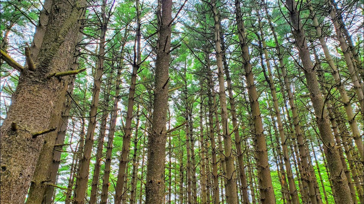 🌿 Let's celebrate Earth Day by immersing ourselves in nature! Join us at Residence Inn Decatur/Forsyth to explore scenic trails and discover the wonders of our local ecosystem at Rock Springs Nature Center. Book your stay and connect with nature! 🚶‍♂️ 

#EarthDay