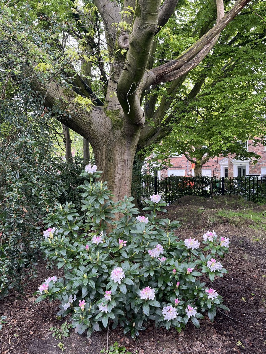 #Didsburypark #worldearthday ain’t nature  great?