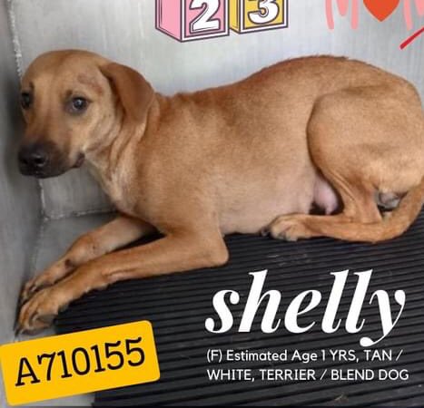 🆘 DOG MOM SHELLY 💘 #A710155  (1yo) & HER 3 BABIES ARE BEING KILLED BY SAN ANTONIO ACS #TEXAS TODAY 4.22‼️

🚸Actively nursing litter🍼
The puppies are 4 weeks old. 
She is scared & trembles.

⚠️#RESCUE &/or #FOSTER ONLY📧 acsrescue-foster@sanantonio.gov 

#PledgeForRescue 🙏🏼