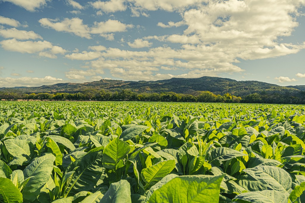 Celebrating Earth Day from the heart of Nicaragua, where nature crafts our passion. Every leaf of our cigars is a tribute to the Earth's natural bounty. Here’s to the pure, pristine, and perfectly natural essence of the finest cigars. #EarthDay #Nicaragua #JCNewman