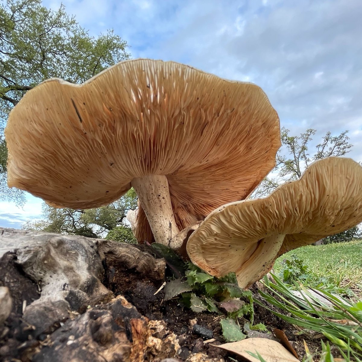 Happy Earth Day from McNay Art Museum! Our sculpture grounds aren't just for art appreciation - they're also the perfect spot for some nature photography! 🌍📸 Share your own #McNayture pics in the comments below and let's celebrate the beauty of our planet together.