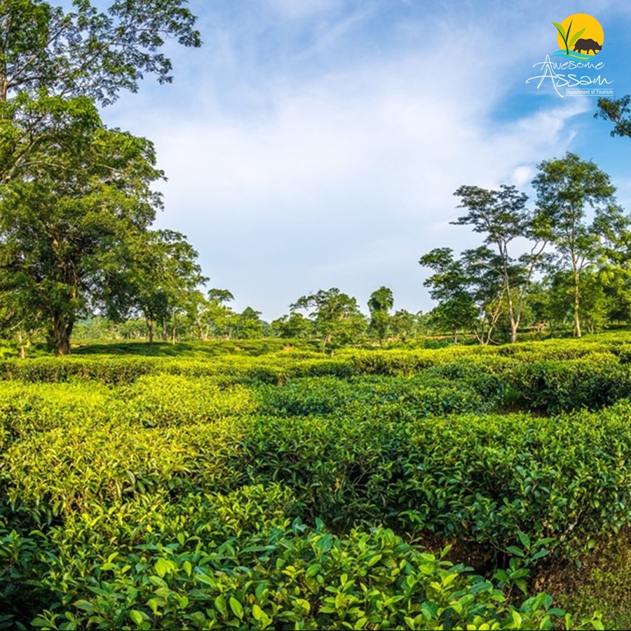 Assam’s sprawling tea gardens are not only important for tea cultivation but also all about enjoying the great outdoors in the lap of nature.

#AwesomeAssam #ExploreAssam #AssamTourism #IncredibleIndia #WelcometoAssam #TeaTourism