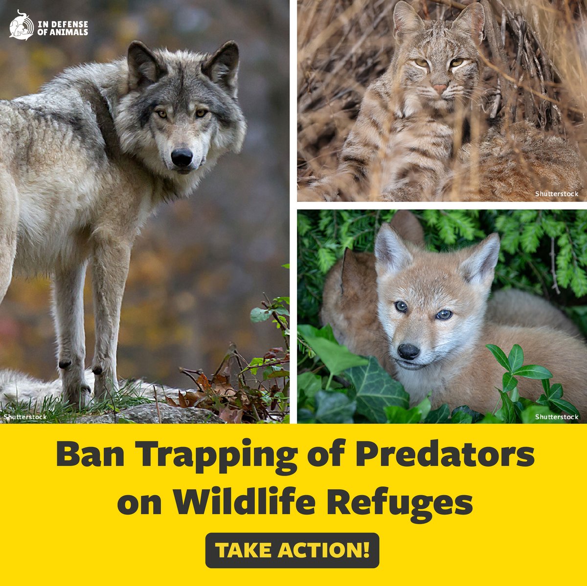 Tell #USFWS to #BanTrapping as a part of its rule to maintain biological integrity, diversity, and environmental health on #WildlifeRefuges
Take action: bit.ly/3W2FuCA
Pls RT and support our work: bit.ly/3W6Rint