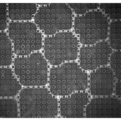 PhysRevFluids's tweet image. In their new letter, a team of researchers from @MMOI_LPS explore how foam bubbles transition from straight to zig-zag on textured surfaces, revealing capillary effects and geometric distributions in bubble footprints. A bubbly twist on surface dynamics! go.aps.org/3JvkTzm