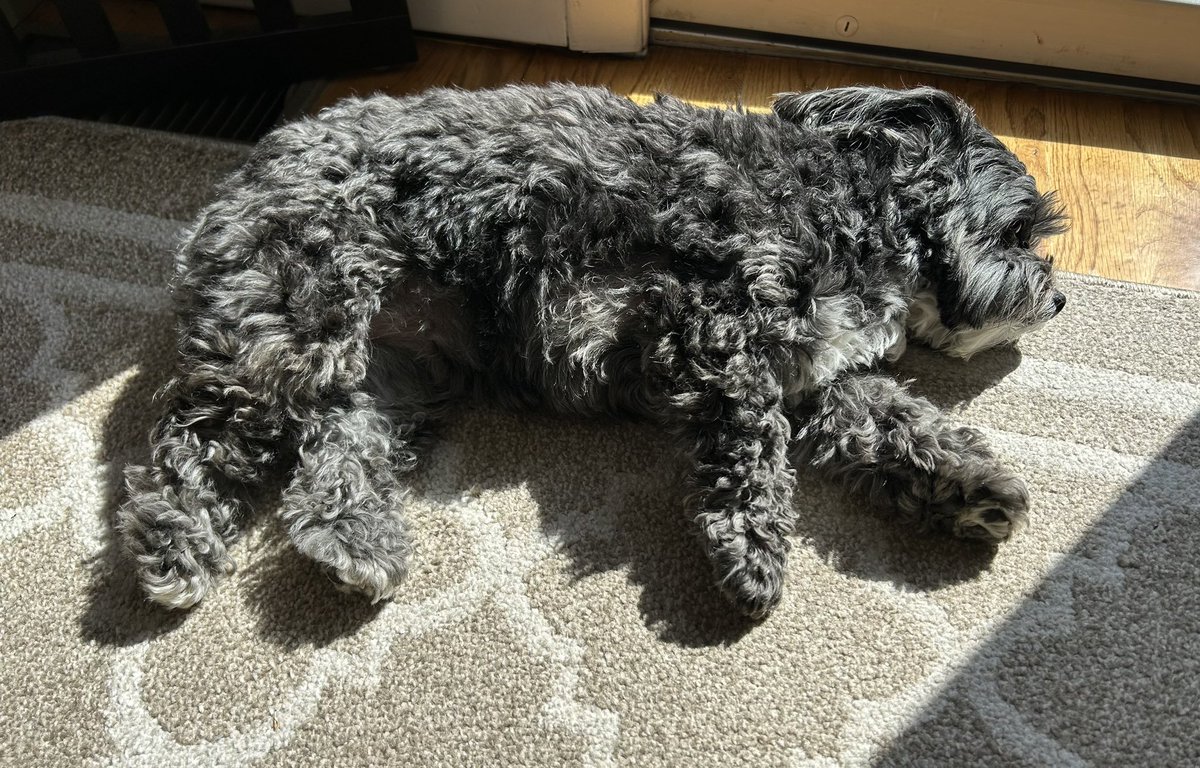 Sun puddle pup☀️ #Mondayvibes #Xdogs #dogsofX #dogsoftwitter #dogsoftwittter #dogsontwitter #EarthDay2024 #EarthDay