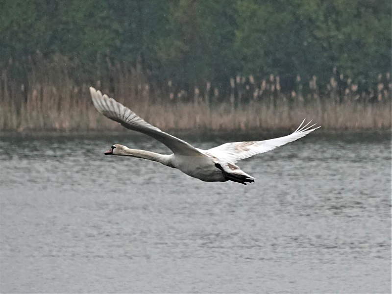 Here are Ed Wilson's sightings from today at Priorslee Lake and The Flash, Telford, Shropshire @sosbirding @BC_WestMids @My_Wild_Telford @BTO_Shropshire @ShropBotany Today's Photo: A first year Mute Swan friendsofpriorsleelake.blogspot.com/2024/04/22-apr…