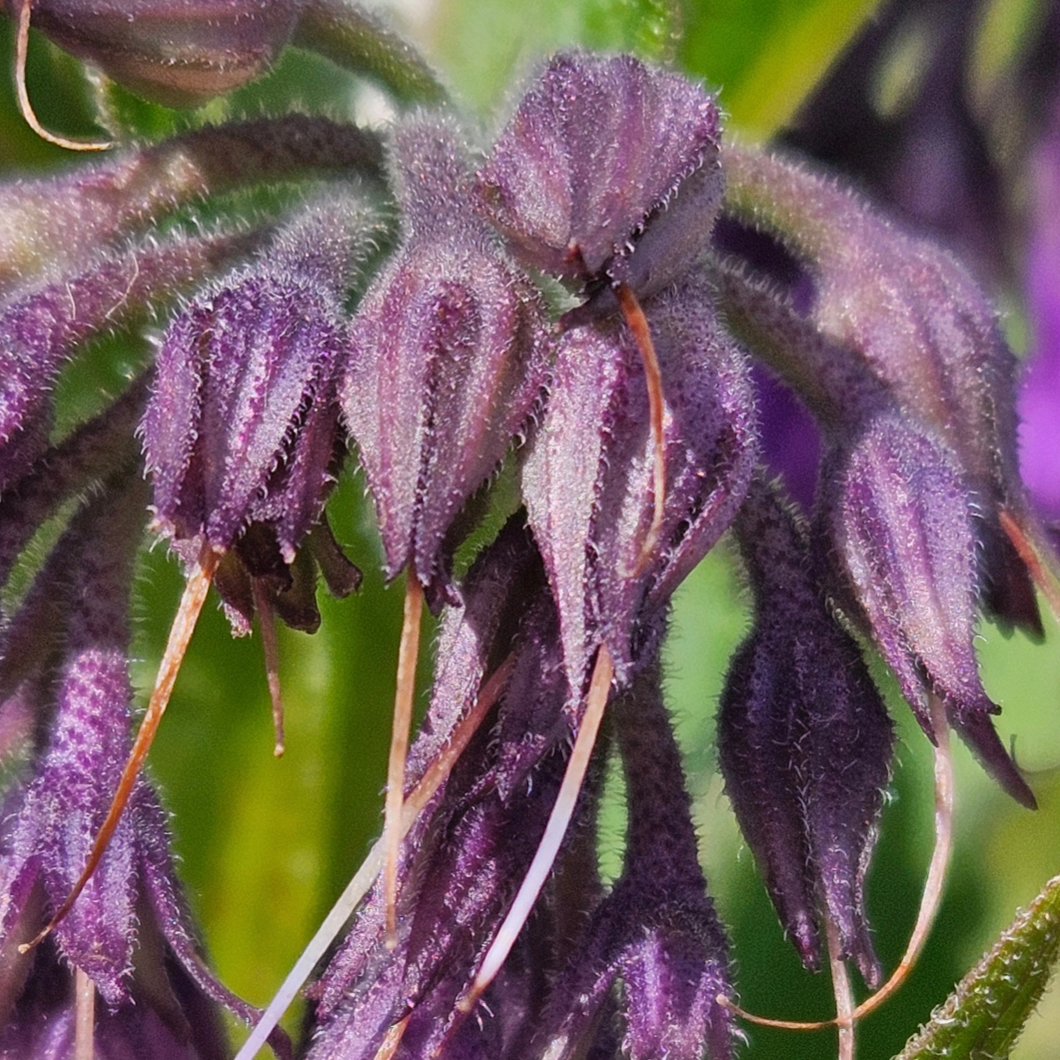 sqramjan's tweet photo. Een prachtige plant #paarsesmeerwortel, vrij algemeen langs de #FrieseIJsselmeerkust #Nat2000 #IJsselmeer https://t.co/3p7y7tWFnJ