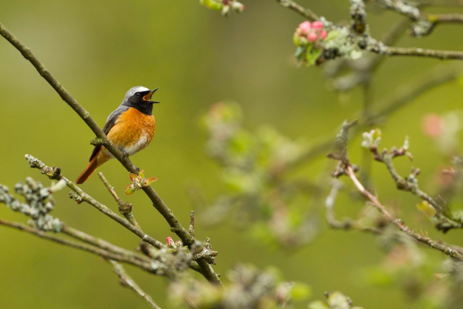 Last couple of places left for my @cumbriawildlife Birdsong Workshops to celebrate Dawn Chorus Day 🐦‍⬛🎶⬇️ ▪️ 5th May, Hutton Roof - cumbriawildlifetrust.org.uk/events/2024-05… ▪️ 6th May, Grubbins Wood - cumbriawildlifetrust.org.uk/events/2024-05… 📸 M Hamblin/Wildlife Trusts