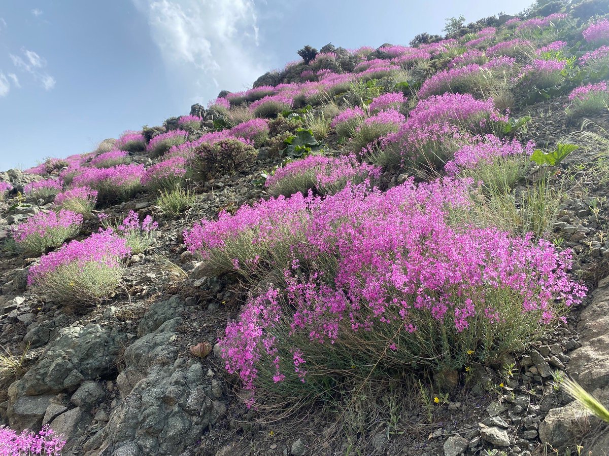 On today’s #EarthDay I pay my tribute to Tehran’s invaluable nature asset: Tochal mountain (3963m)- source of recreation and happiness for many, including myself. Spring is in full swing, do visit and “take nothing but memories, leave nothing but footprints”.