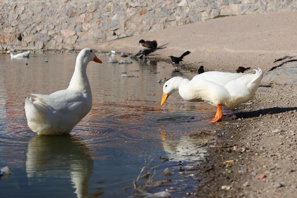 Nos ayudan a difundir 🙏🦆🐢 No es la primera vez que se reporta el abandono de este parque ubicado al sur oriente de @MunicipioJuarez en donde a los que más mal les va, es a los animales 👇 El Parque Recreativo Oriente Jesús ‘Chuy’ Mota, ubicado entre las calles Puerto de