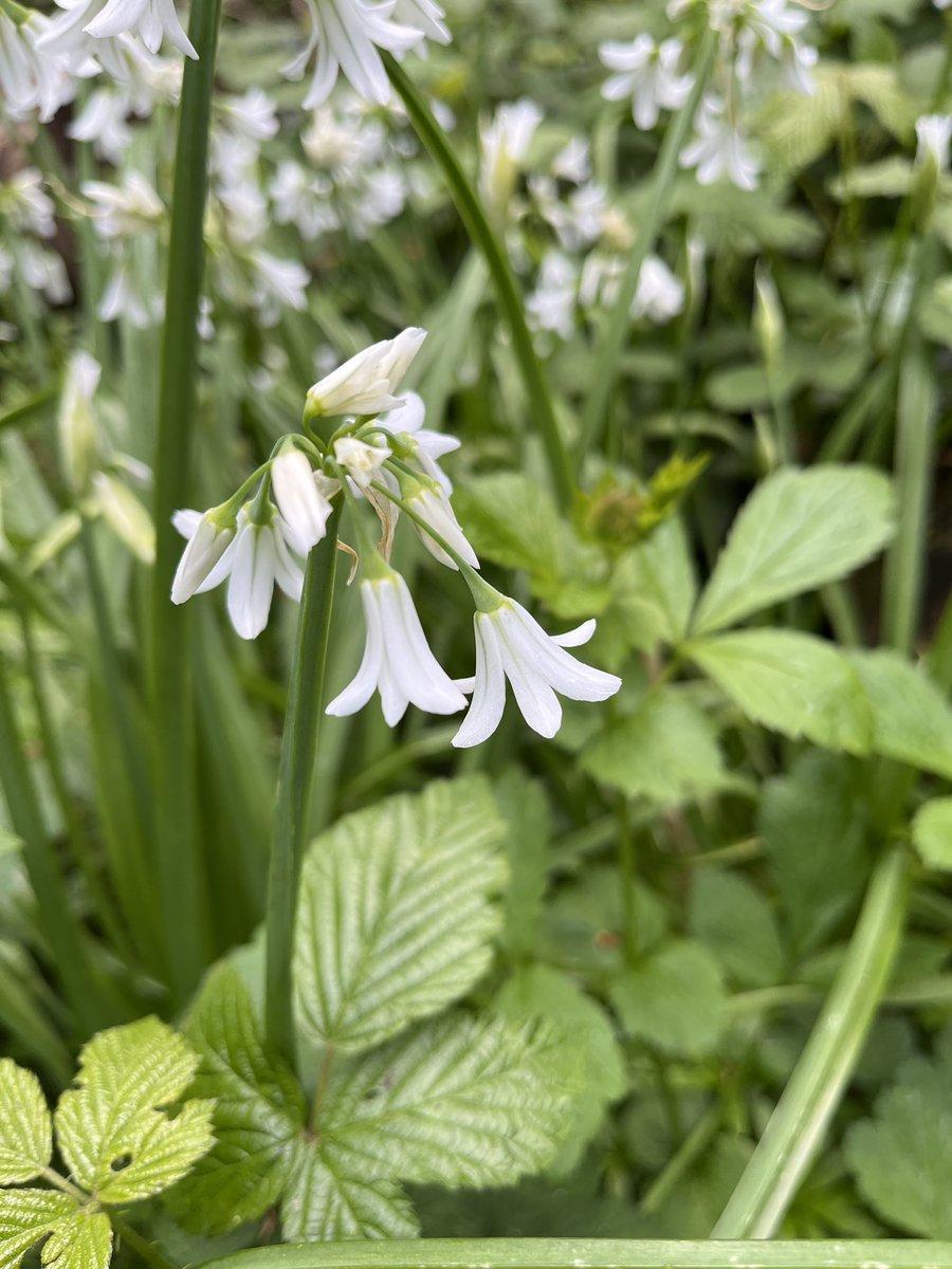 #EarthDay Have you noticed spring is here? 

Just rub the stem of one these beauties and pow! Real life onion 🧅👃

Smell it’s just one sense we explore when Forest Bathing…

Join us this Sunday 🌳💚

#natureconnection 

linktr.ee/parkbathe