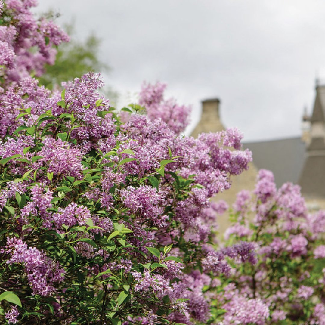 cornellalums's tweet photo. Happy Earth Day from the Hilltop! 🌍🌿 Whether you’re soaking up the sun or enjoying April showers, we hope these pictures of campus brighten your day!

#CornellCollege #CornellCollegeAlumni #EarthDay https://t.co/KwVXHbIWTg