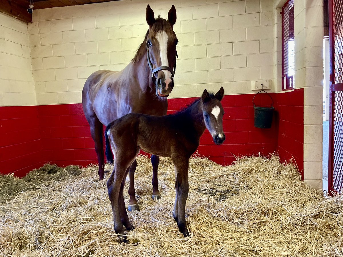 Ramsey_Farm tweet picture