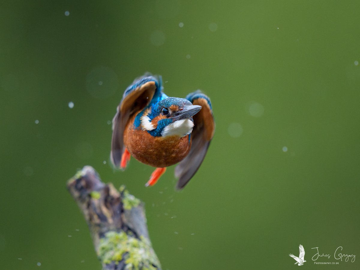 Happy Earth Day Everybody! Here is a flighty Kingfisher, taken today in Lincolnshire

(A9iii 400mm)

#SonyAlpha #BirdsSeenIn2024 #thebritishwildlife #TwitterNatureCommunity
@Natures_Voice