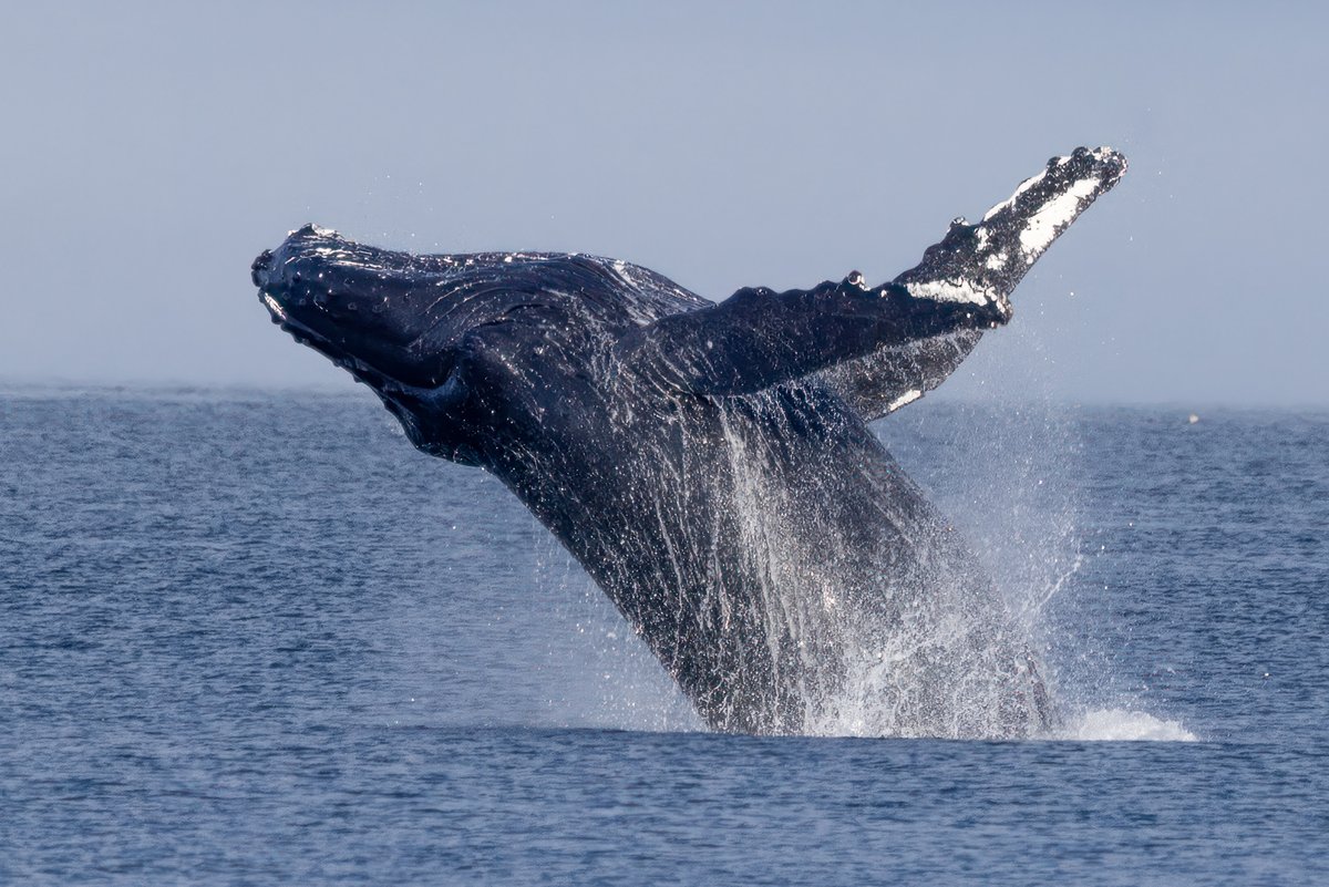 Richard Bernabe tweet media