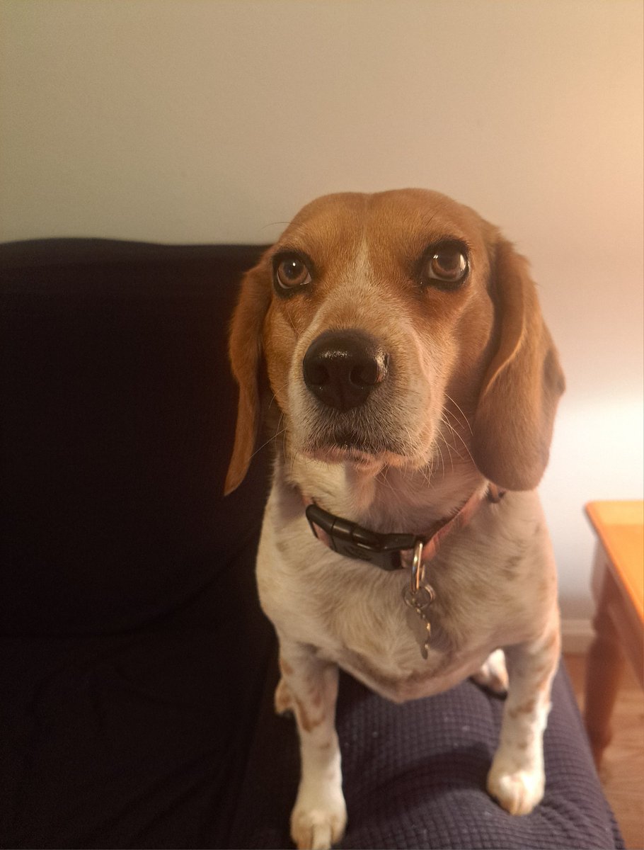 stephen0's tweet photo. #NationalBeagleDay https://t.co/LlvrIIMr05