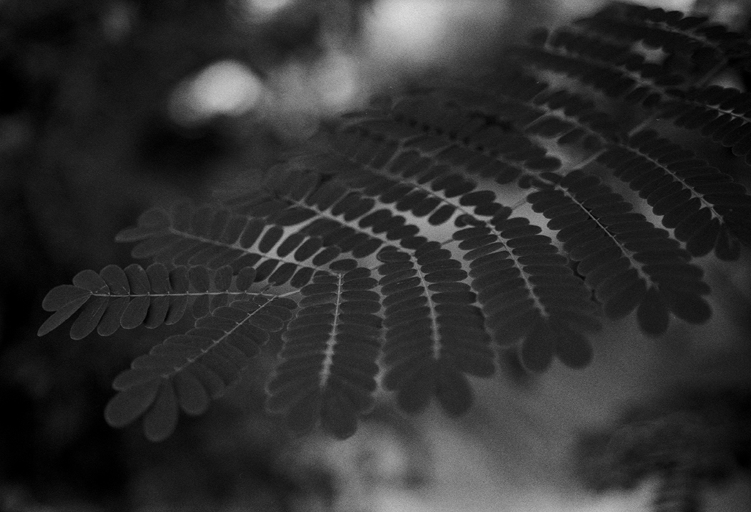 HiroshiOhno's tweet photo. フイルムスキャナーを手に入れたので、撮った私自身も懐かしい
フイルム写真をupしていこうと思います。
鶴見緑地植物園 #9,#10
#35mm #ネガフイルム #ランドスケープ #nikon #negativefilm #landscape #大阪 #400TMY https://t.co/l4I23BxVky