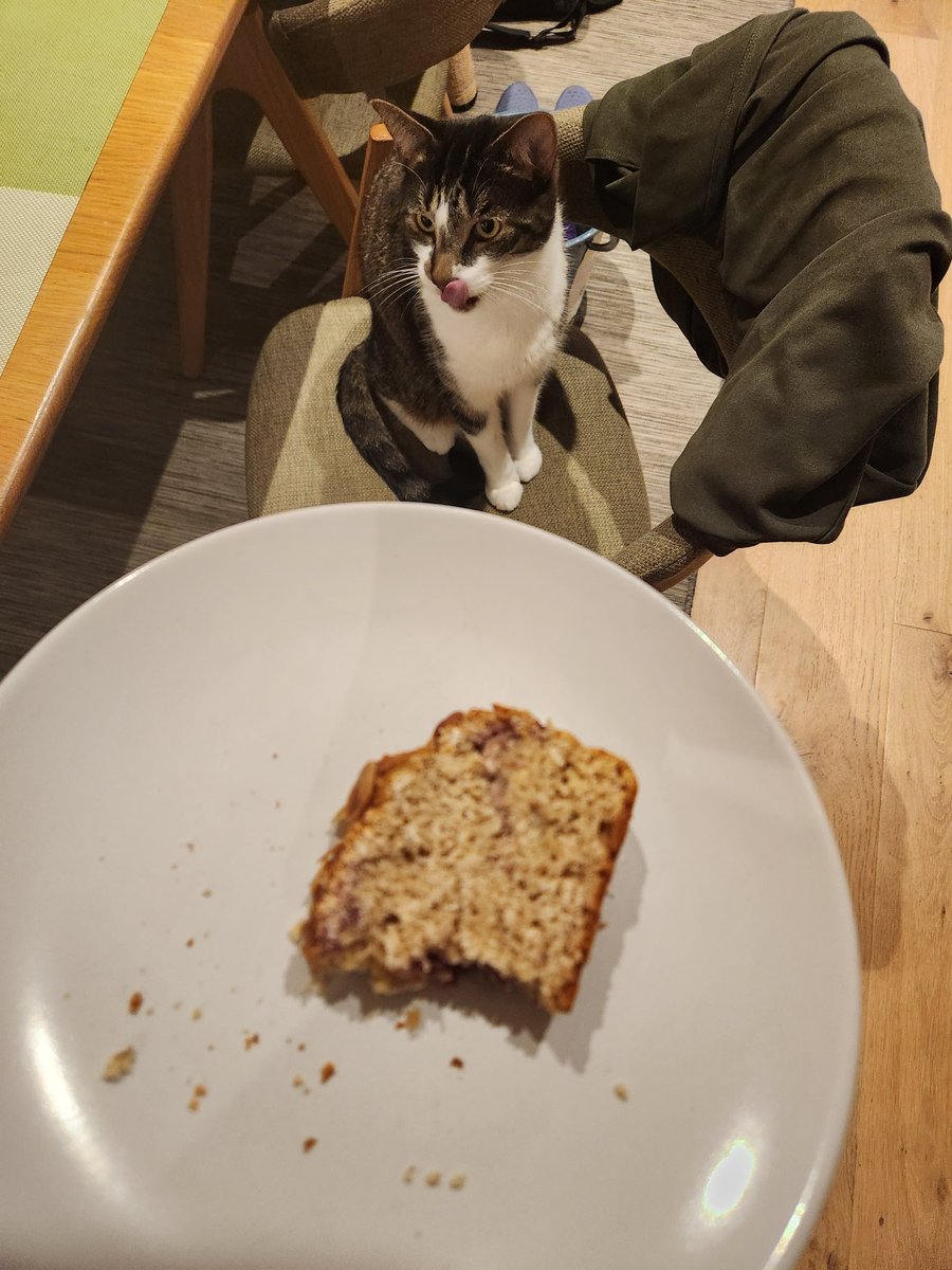 Toby can be havimg a littol... banana bread?.. as a treat?? 😸 - Toby🐾
#AussieCatsOfTwitter