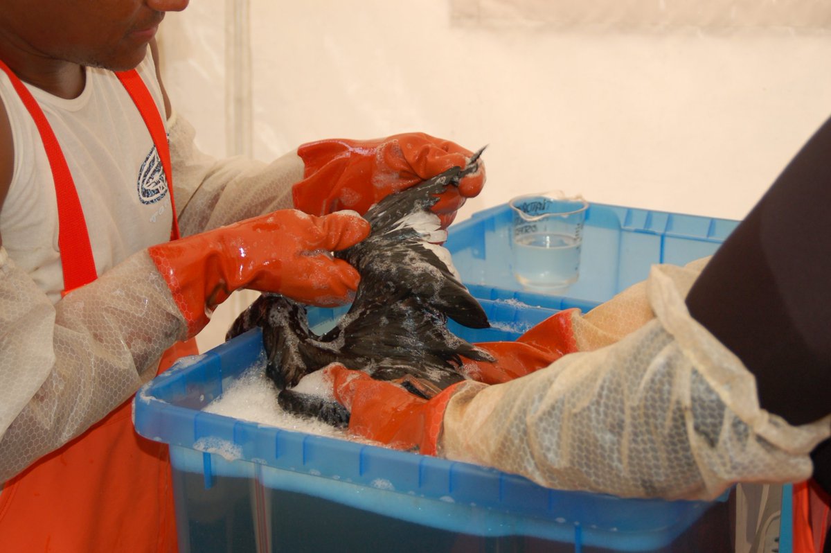 eu_echo's tweet photo. When animals get covered in oil following a spill incident, the consequences are grave.

This #EarthDay, we look at how EU civil protection funding has helped improve preparedness for oiled wildlife emergencies.

Read the blog post → https://t.co/ezvyBUOQGh https://t.co/JmfL6kUnTn
