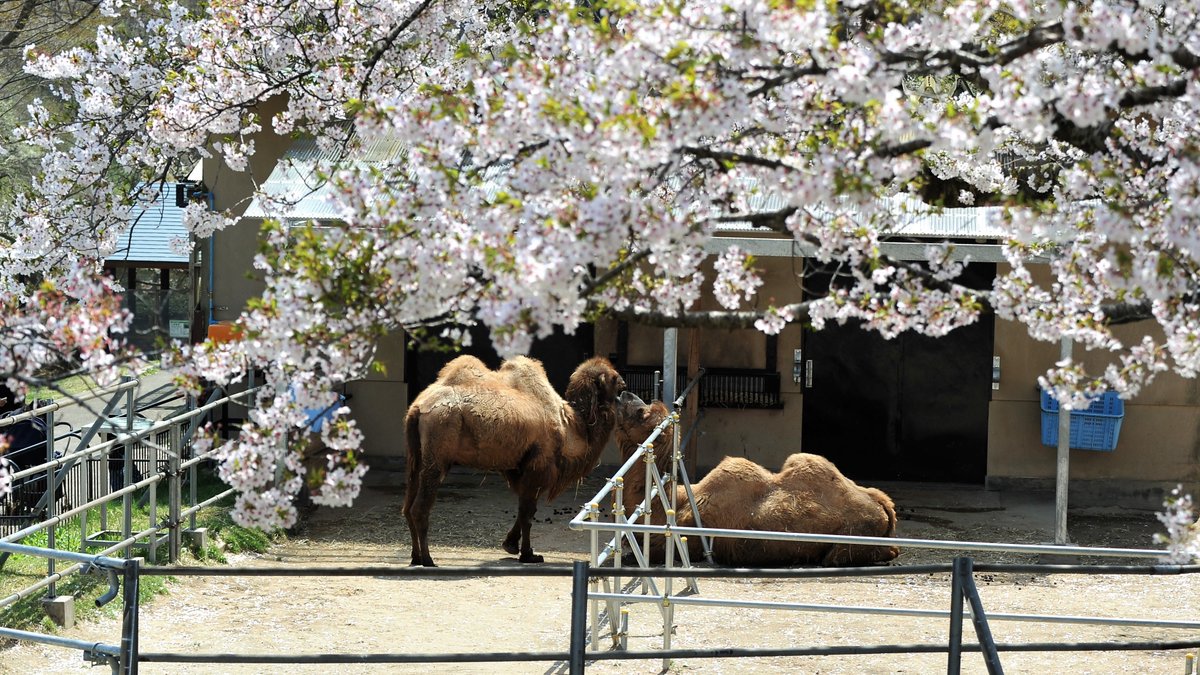 桜とラクダさん ＃大森山動物園　＃フタコブラクダ　4/21