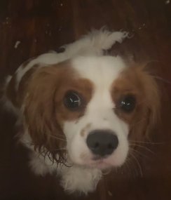 beck_bear_'s tweet photo. @Catstell_ SLEEPY PUPPY, this is my bfs dog he scares me https://t.co/lfAd7IP9Gk