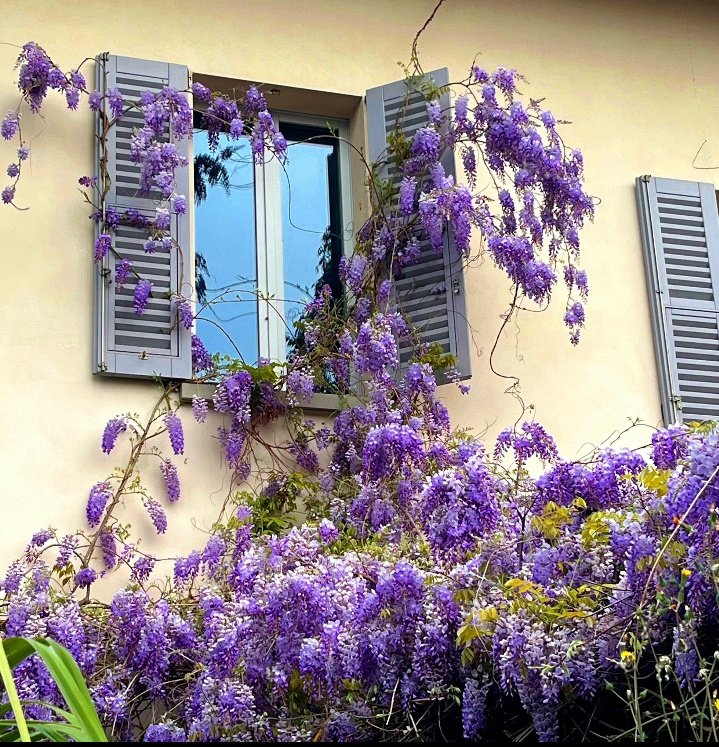 💜🪻

Wisteria Flowers 
Beautiful 
📷 Pinterest