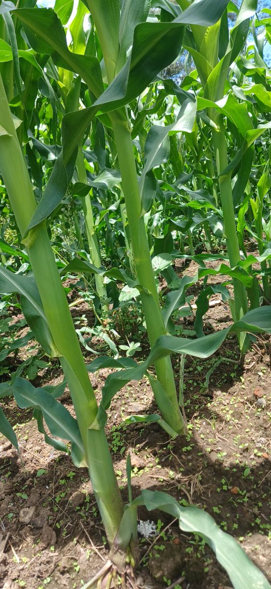 A maize garden under Yara crop nutrition program.
Planting: Yara milla power
Top dressing: crop boost foliar & Yara vera Amidas.
#MboleaNiYara
#KnowledgeGrows