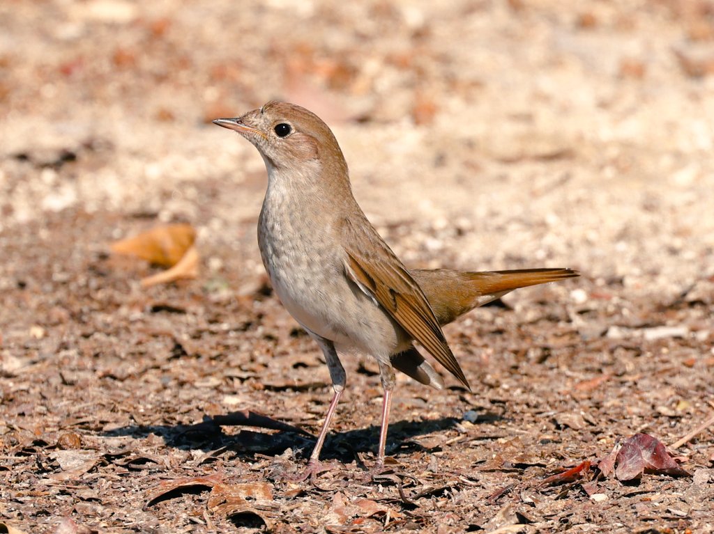 Thrush Nightingale with pure elegance. Happy to find this in Bahrain during its short stopover on the long spring migration from Southern Africa to the breeding grounds in North Eurasia. #birdwatching #birding #birds #birdmigration #nightingales #wildlife #lovenature