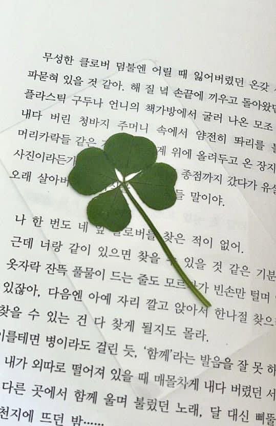 ตำนานใบโคลเวอร์ 4 แฉกแบบที่ฮงแฮอินซื้อใน queen of tears ㅜㅜ เพราะเชื่อว่าจะพบแต่ความโชคดี และพบรักแท้ แบบที่แบคฮยอนอูมอบให้ เรารับหิ้วนะ 2 ใบส่งฟรี เป็นใบจริงๆ ใครเอาบ้างงับบ🍀🙌🏻