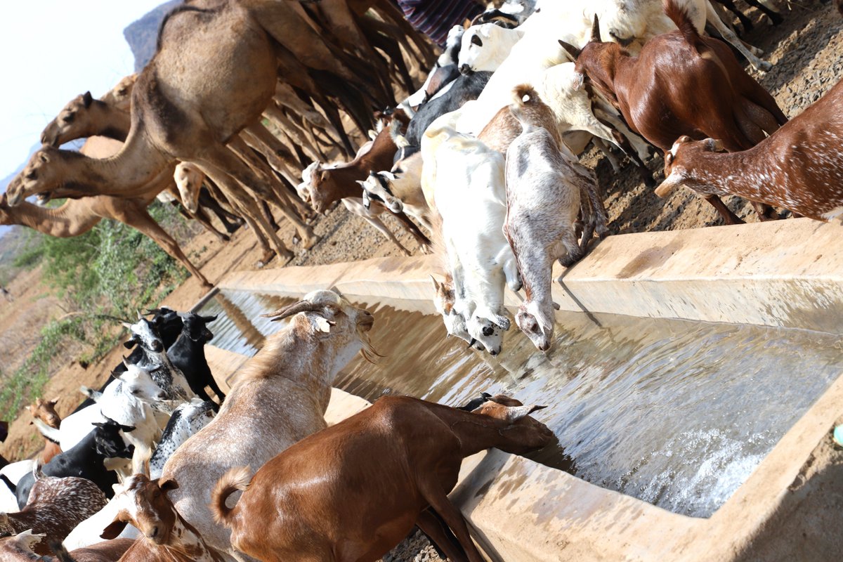@USAIDKenya in collaboration with county governments implemented interventions that have improved access to safe, clean #water for 77,208 people and livestock in northern Kenya, reducing distance trekked in search of #WaterSecurity @lmskenya @acdivoca @FeedtheFuture @USAIDWater