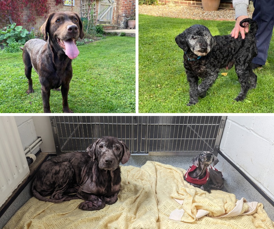 Please retweet to help William and Poppy find a home together #THANET #KENT #UK 🔷AVAILABLE FOR ADOPTION, REGISTERED BRITISH CHARITY - RSPCA 🔷 9-year-old William and Poppy were found abandoned in an awful state down a country lane back in July. After 9 months in foster care,