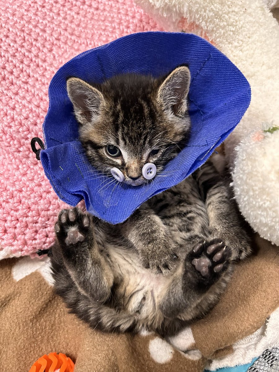 vertebrats's tweet photo. this 1lb man has got to be the most stressful foster cat i have EVER HAD. am i melting down at least once a day keeping up with his care? yeah! but look at his little feet. what can i say https://t.co/kCK4g83wQQ