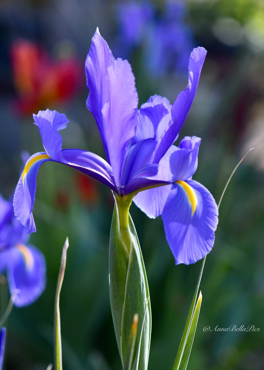 Wishing you all a happy new week🌿 Delighted to see the Dutch Irises are now adding color to the garden💜💙 #gardening #flowers