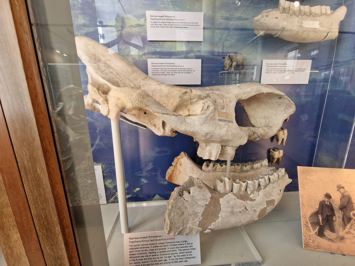 #mammalweek Day 6 In the Eemian Period (c125,000 yrs ago) Hippos, Rhinos, Elephants, Aurochs, Lions and Hyenas roamed round Cambs, their remains are on display in the Sedgewick Museum, Cambridge @Mammal_Society
