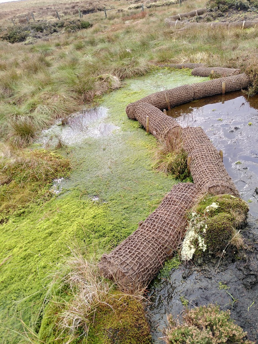 Happy #SphagnumMonday! What better than some coir bangers and cuspidatum mash to start the week! #GreatNorthBog #PeatlandRestoration