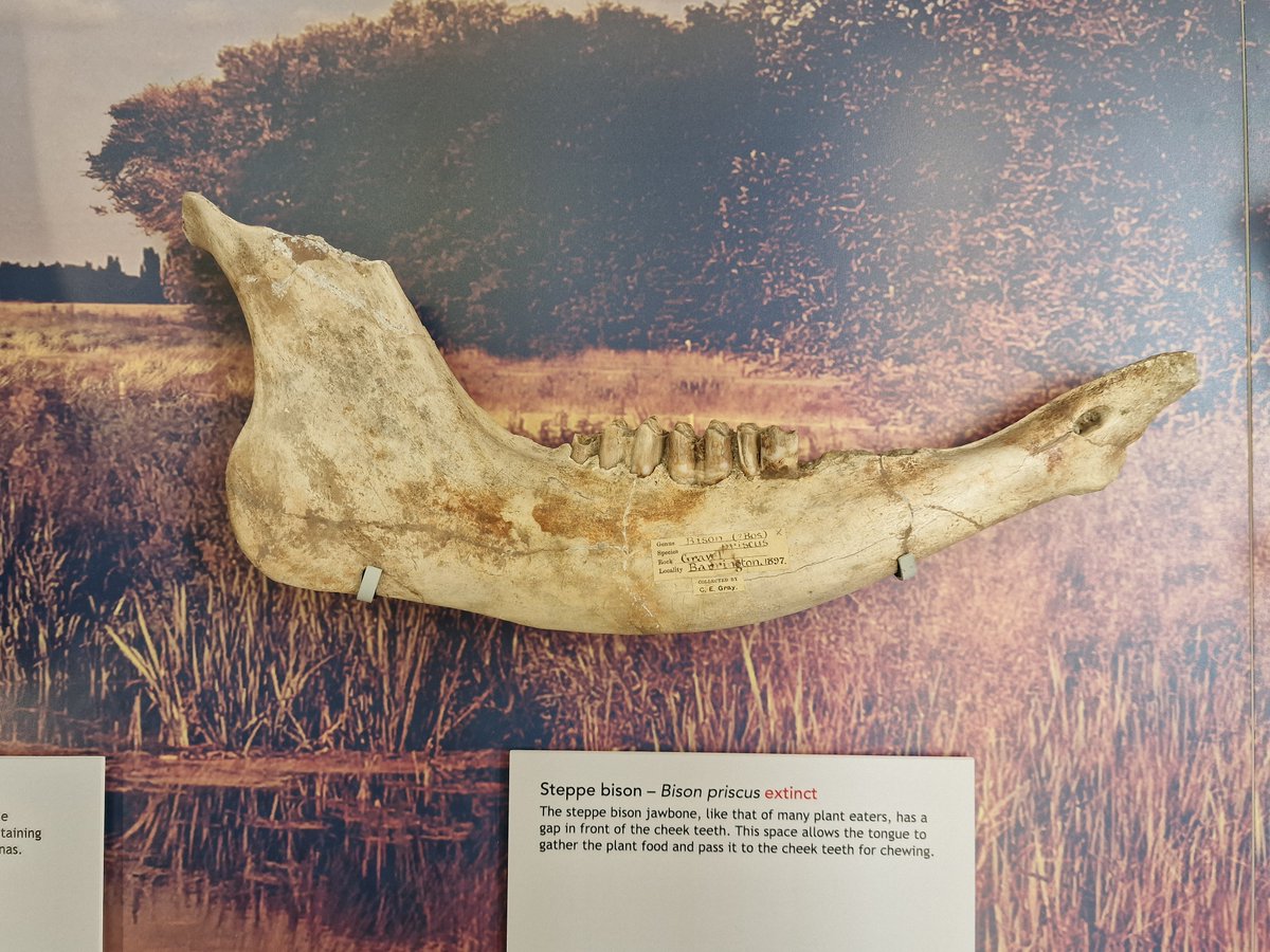 #mammalweek Day 7 In the last Ice age (c19,000 years ago) Cambs had Reindeer, Woolly Rhino, Woolly mammoths and Bison hunted by lions and hyenas. Their remains are on display in the Sedgewick Museum, Cambridge @Mammal_Society