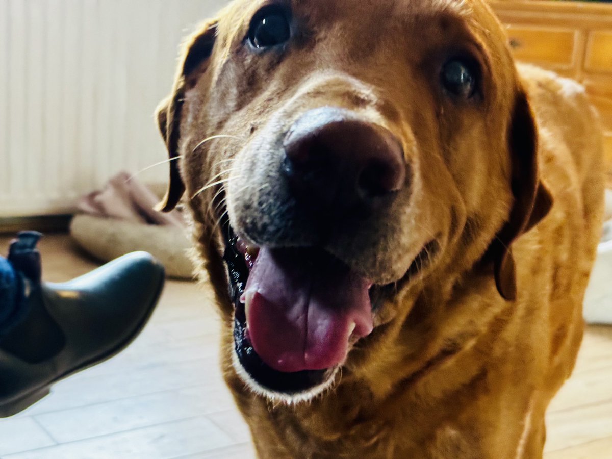 Everyone stay calm, but IT’S PUBLICATION WEEK FOR DARK ISLAND 🥳🥳🥳🥳🥳🥳 Dylan’s heard his face is on the back cover, I think he’s a little excited 🤣🙌🐶

#DarkIsland #AmReading #VWG