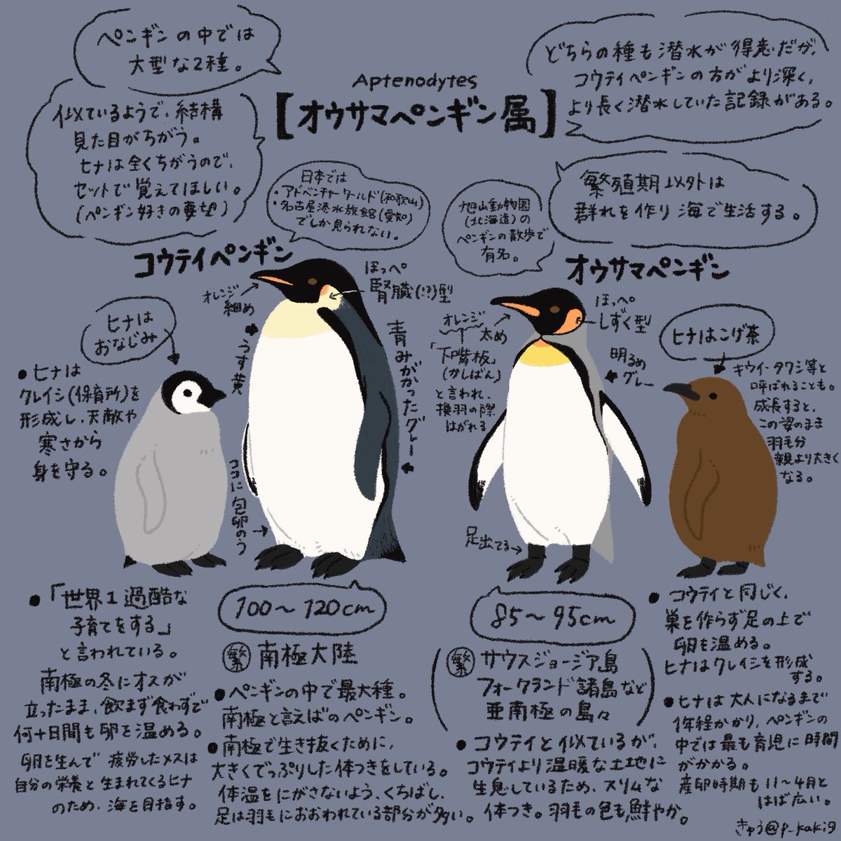 4月25日は #世界ペンギンの日 ! あと3日!ということで、今日