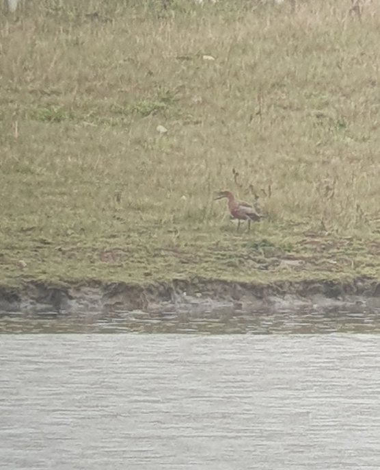 Morning rain and reports of Waders and Terns, was enough for me to have a quick visit to Albert Village Lake, 3 Redshank and a Whimbrel on the lake island, and a Bar-tailed Godwit and Arctic Tern on the lake at the old landfill site, very productive @LandRbirds
