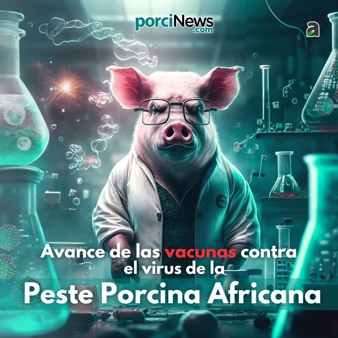 🔬 Avance de las #vacunas contra el virus de la Peste Porcina Africana (#VPPA) 🐷

👉 En un esfuerzo por combatir el devastador impacto de la #PestePorcinaAfricana (PPA) en la seguridad #alimentaria mundial, investigadores de The Pirbright Institute han obtenido financiación del