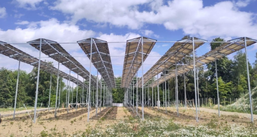 Agrovoltaica para abetos dlvr.it/T5rNhV #energíasolar #fotovoltaica #sostenibilidad