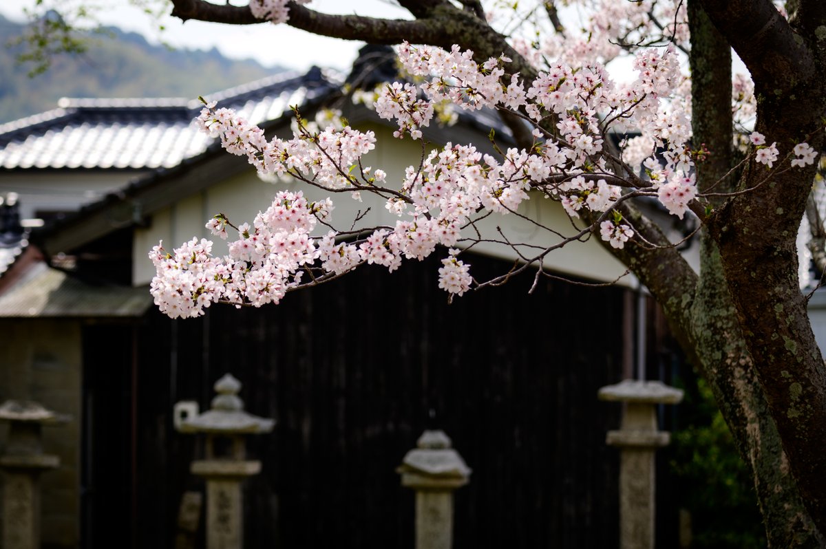 近所の桜シリーズ　神社前
 #額装のない写真展 #nikon #D780 #photography #写真 #山口市 #桜 #CherryBlossoms #神社 #shrine