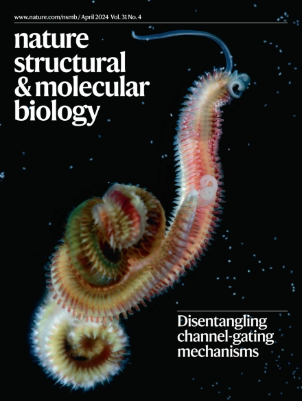 NatureStructMolBiol (@naturesmb) on Twitter photo April issue is out! We focus on membrane proteins.
📸cover
<a href="/Vkalienkova/">Valeria Kalienkova 🇺🇦🌻</a> <a href="/CPaulino_/">Cristina Paulino</a> @Lynagh_Lab et al. report structures of an FMRFamide-gated sodium channel in several functional states, disentangling how different invertebrate receptors recognize similar neuropeptides. April issue is out! We focus on membrane proteins.
📸cover
<a href="/Vkalienkova/">Valeria Kalienkova 🇺🇦🌻</a> <a href="/CPaulino_/">Cristina Paulino</a> @Lynagh_Lab et al. report structures of an FMRFamide-gated sodium channel in several functional states, disentangling how different invertebrate receptors recognize similar neuropeptides.