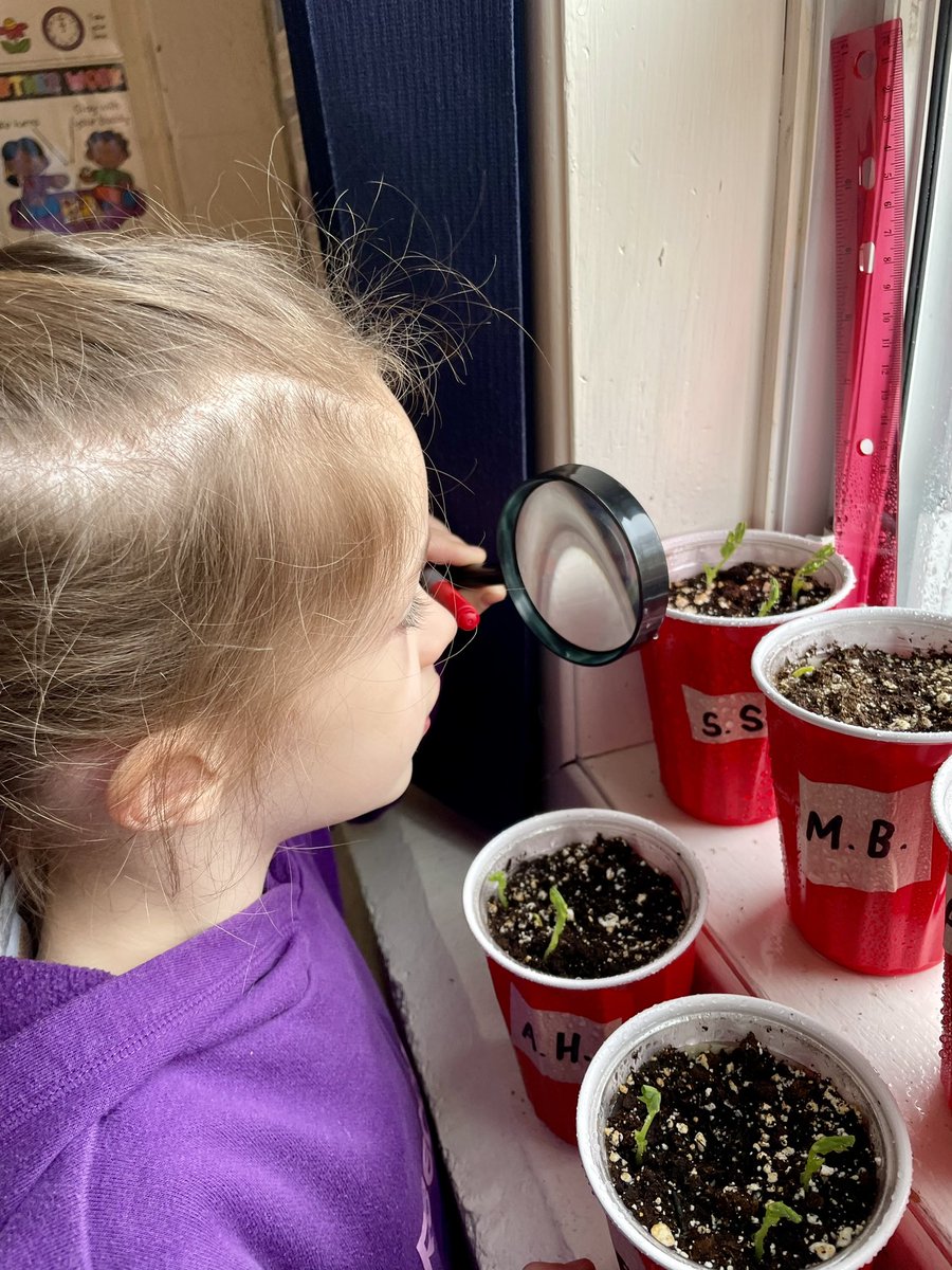 MrsMilleyGrOne's tweet photo. It’s not just the students that are growing in Grade One! 🫛🌱🧐 @LarkhallAcademy @NLSchoolsCA https://t.co/M8kPrPSKls