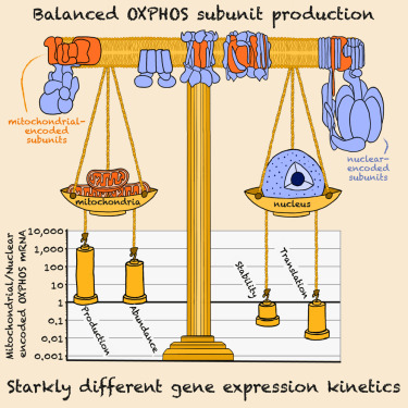 A kinetic dichotomy between mitochondrial and nuclear gene expression processes dlvr.it/T5rP5J