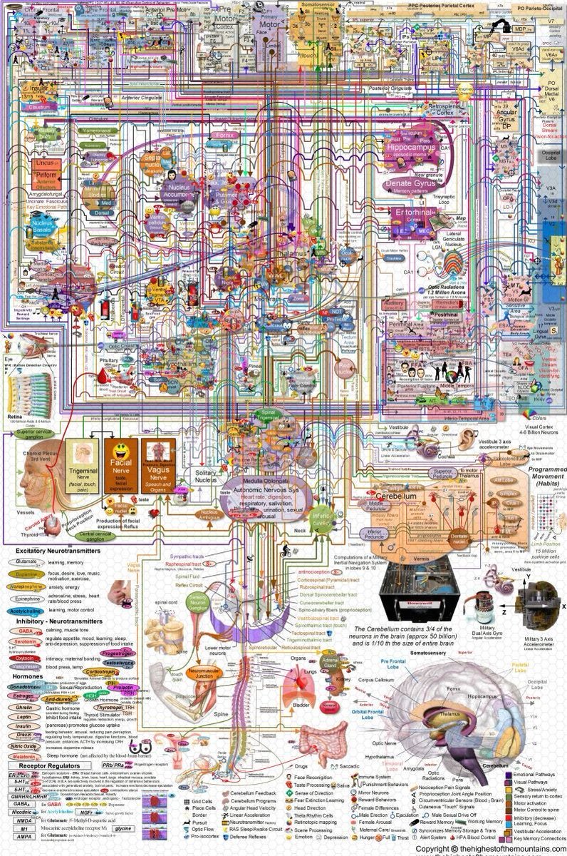 A simplified overview of brain functions  

#neuroscience