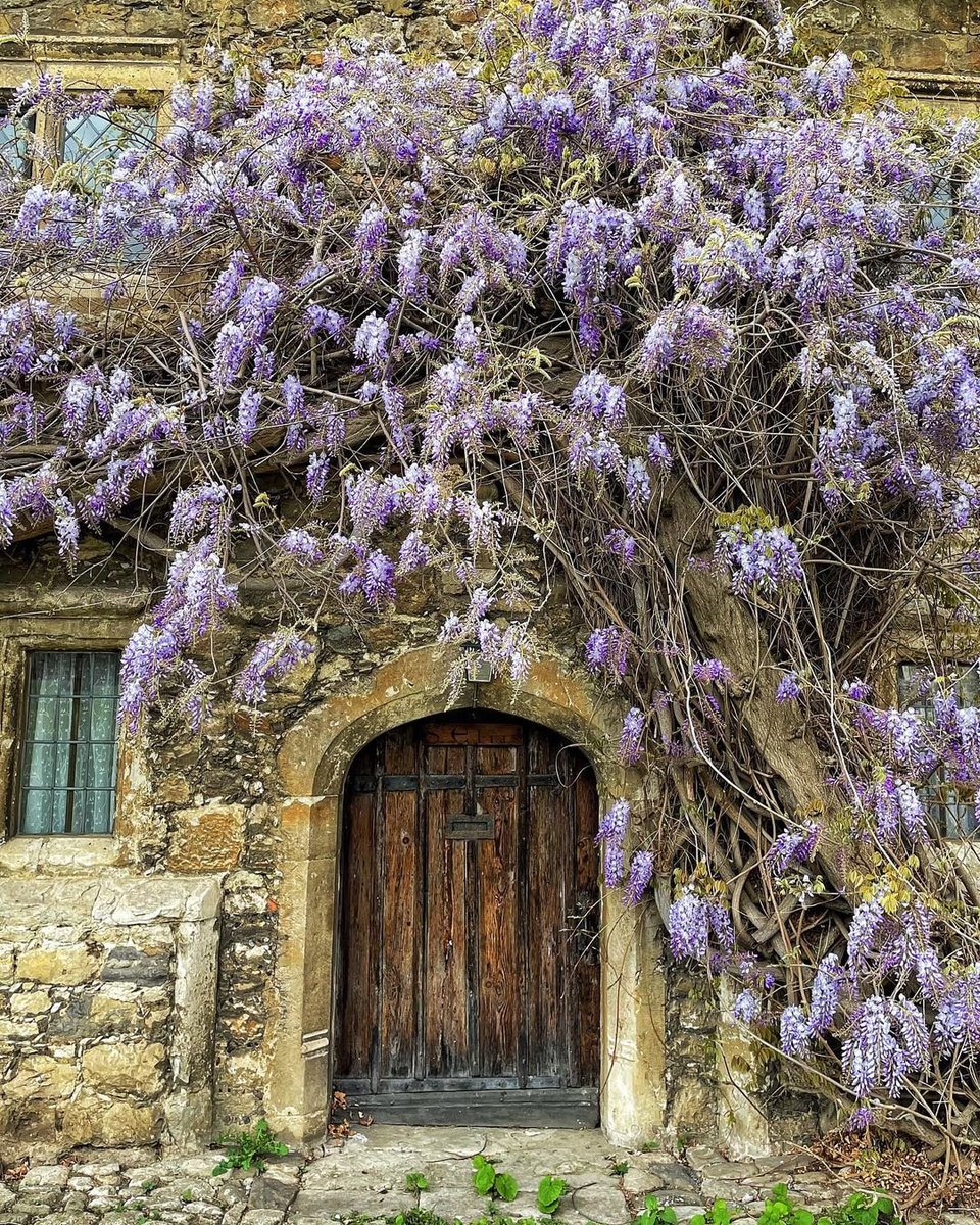 A little reminder that wisteria hysteria is on its way! 📸 : moira.willow